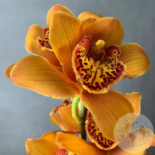 Орхидея мини рыжая