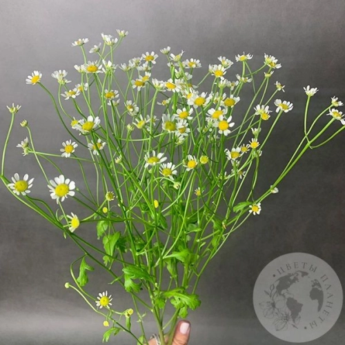 Танацетум 3 шт.