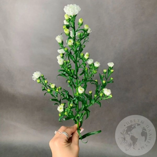 Астер белый в магазине Цветы Планеты