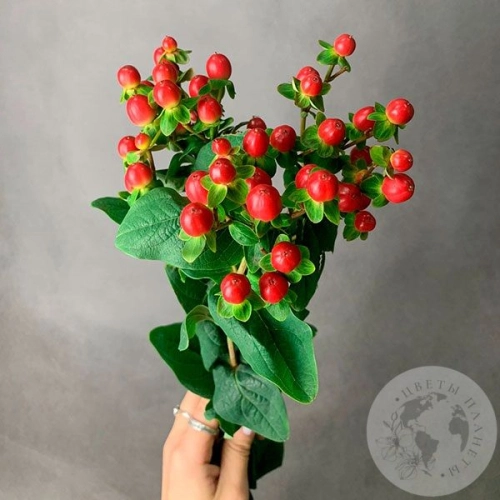 Гиперикум красный 3 шт. в магазине Цветы Планеты