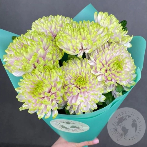 7 хризантем зеленых