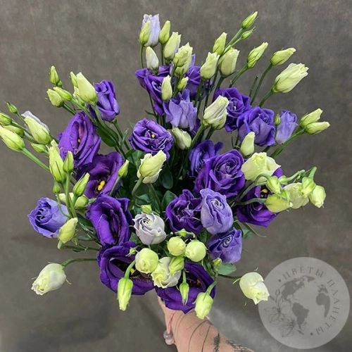 Эустома фиолетовая 5 шт.