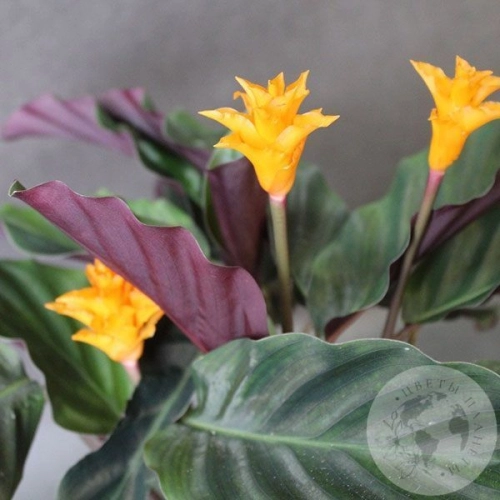 Калатея Кроката в магазине Цветы Планеты