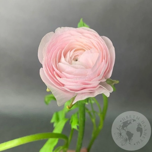 Ранункулюс Ханой в магазине Цветы Планеты