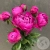 7 пионов розовых в магазине Цветы Планеты