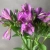 9 Альстромерий фиолетовых