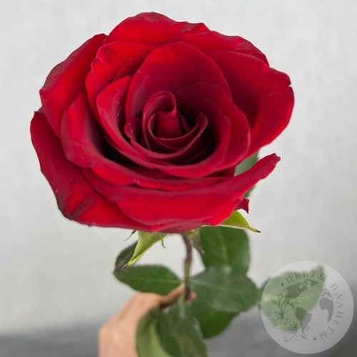 Роза бордовая 60 см. в магазине Цветы Планеты