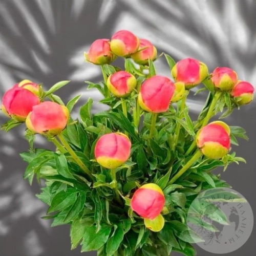 11 пионов в магазине Цветы Планеты