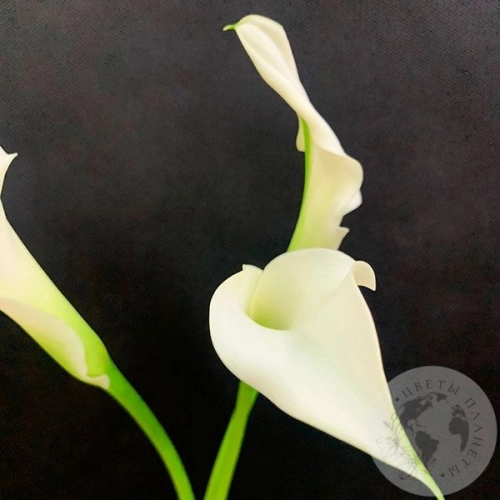 Каллы белые 3 шт.