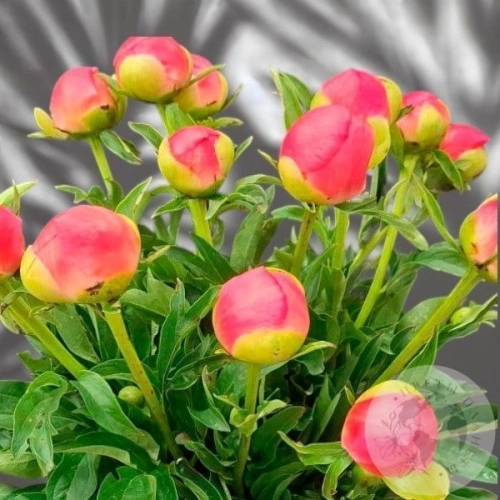 11 пионов в магазине Цветы Планеты