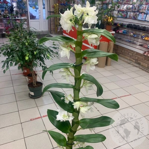 Орхидея Дендробиум