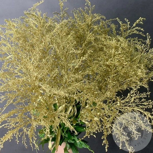 Солидаго Золото 11 шт. в магазине Цветы Планеты