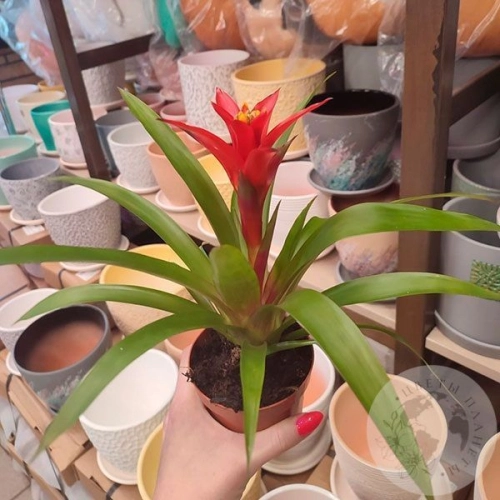 Гузмания комнатная в магазине Цветы Планеты