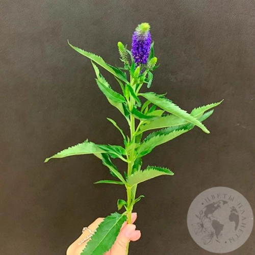 Вероника синяя в магазине Цветы Планеты