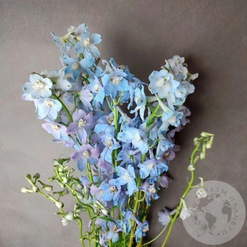 Дельфиниум 5 шт. в магазине Цветы Планеты