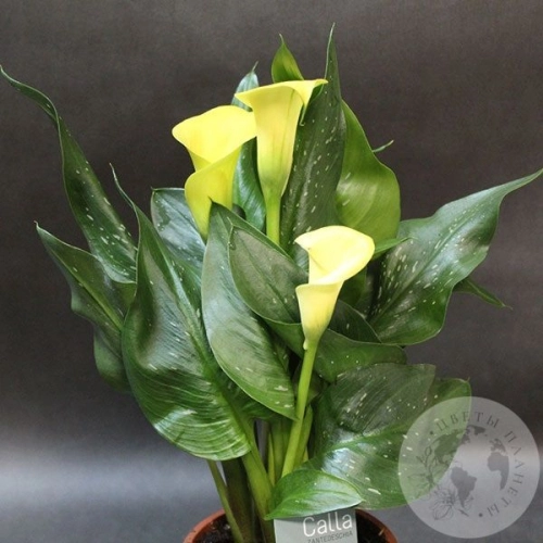Каллы домашние желтые в магазине Цветы Планеты