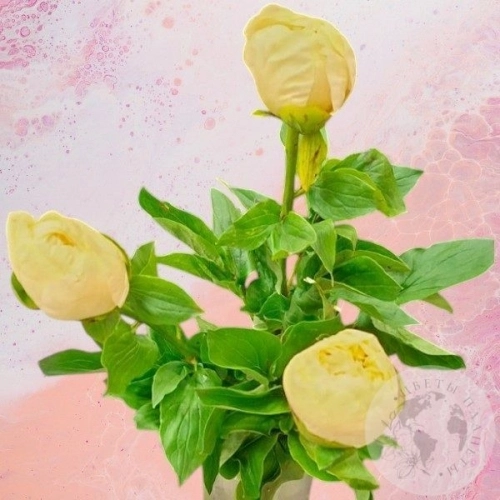 3 пиона в магазине Цветы Планеты