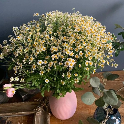 Танацетум 35 шт.