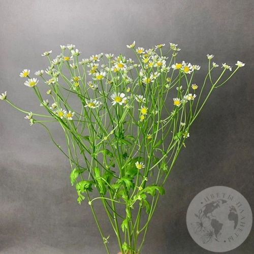 Танацетум 3 шт.