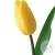 Тюльпан желтый Тюльпан желтый в магазине Цветы Планеты