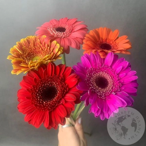 5 гербер мини МIХ