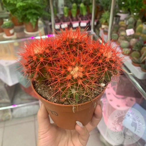 Эхинокактус Грузони красный