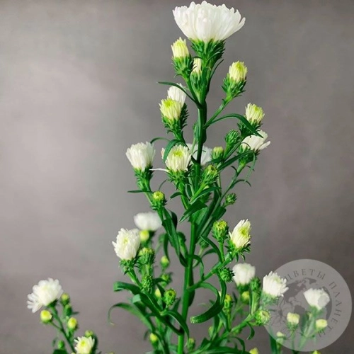 Астер белый в магазине Цветы Планеты