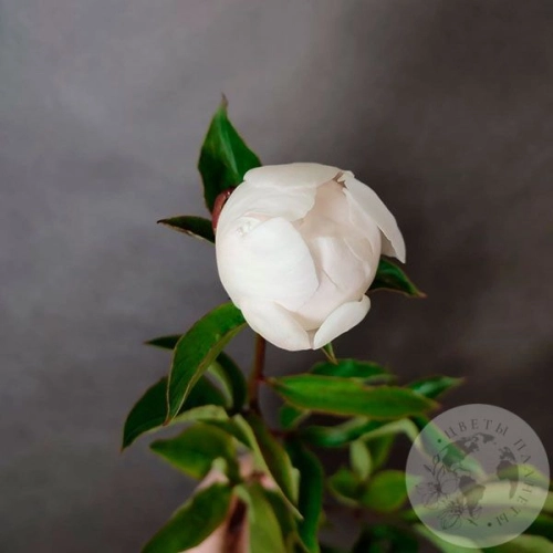 Пион белый российский в магазине Цветы Планеты