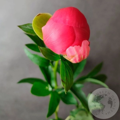 Пион коралловый в магазине Цветы Планеты