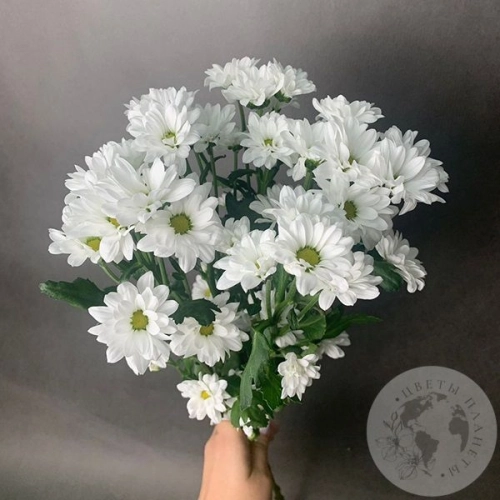 5 белых Сантини в магазине Цветы Планеты