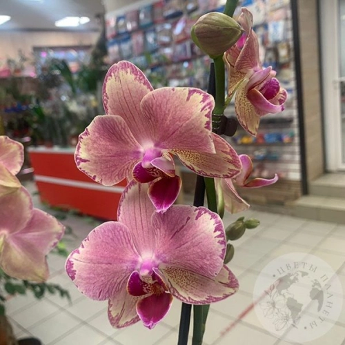 Орхидея комнатная темно-розовая