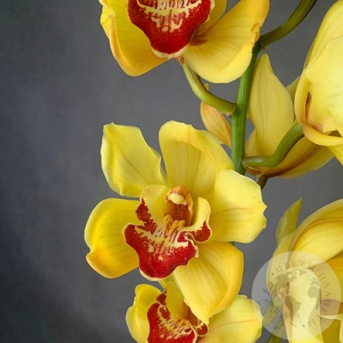 Орхидея Цимбидиум желтая