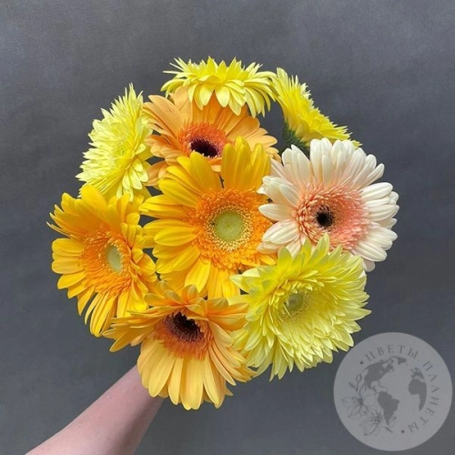 9 гербер желтых