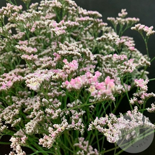 Лимониум розовый 11 шт. Лимониум розовый 11 шт. в магазине Цветы Планеты