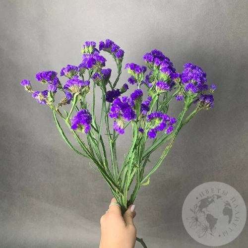 Статица синяя 5 шт. в магазине Цветы Планеты