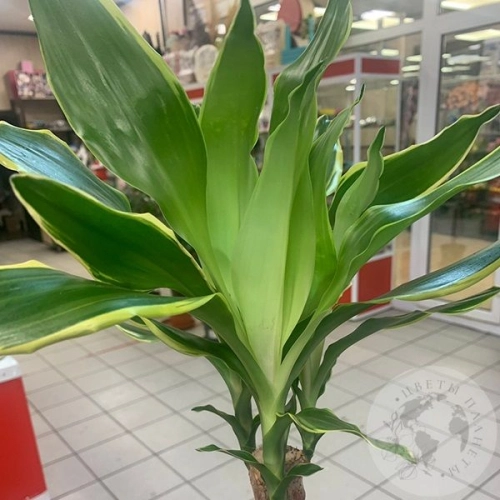 Драцена Душистая