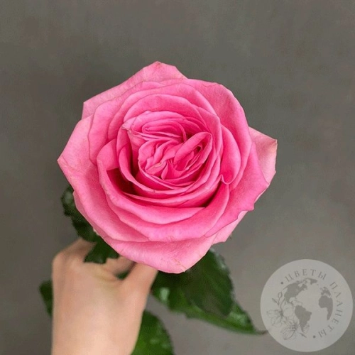 Роза розовая 50 см. Роза розовая 50 см. в магазине Цветы Планеты