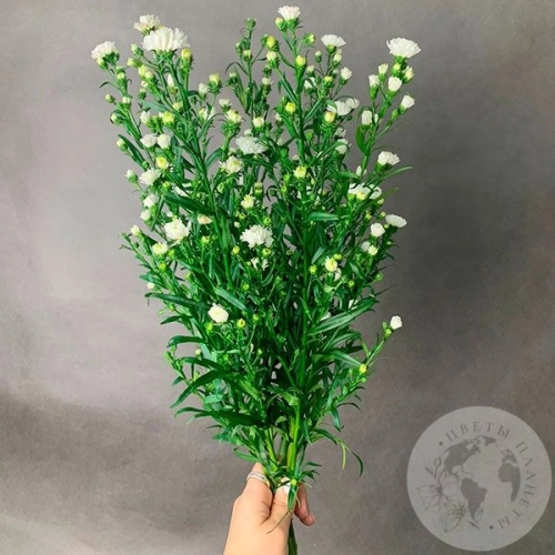 Астер белый 7 шт. в магазине Цветы Планеты