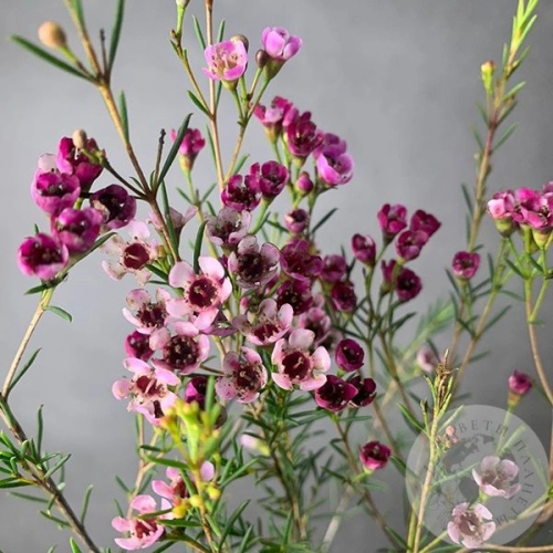 Хамелациум розовый в магазине Цветы Планеты