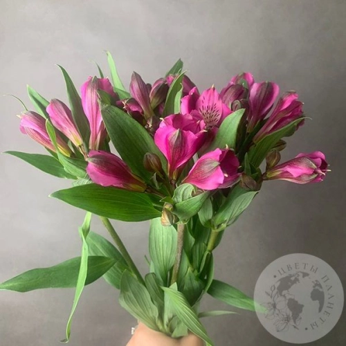 5 Альстромерий ярко-розовых