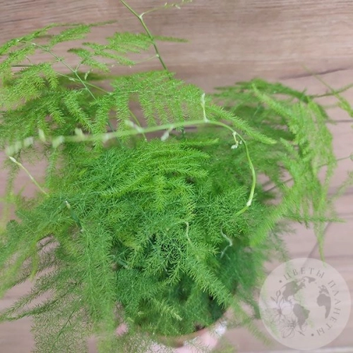 Аспарагус в магазине Цветы Планеты Аспарагус в магазине Цветы Планеты