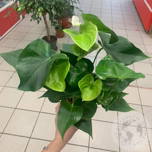 Антуриум домашний