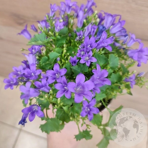Кампанула фиолетовая в магазине Цветы Планеты Кампанула фиолетовая в магазине Цветы Планеты