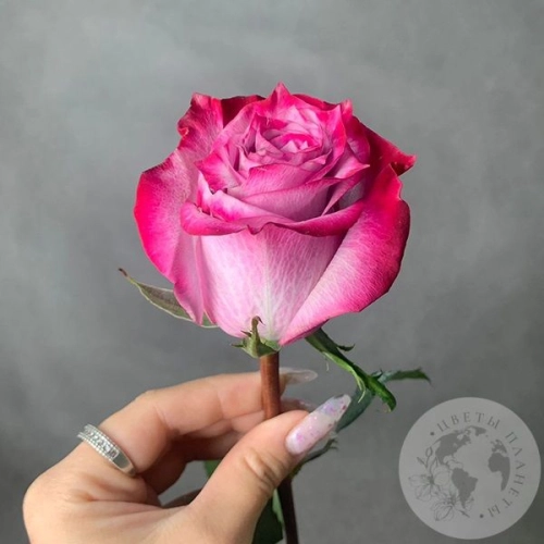 Роза фиолетово-розовая 70 см. в магазине Цветы Планеты