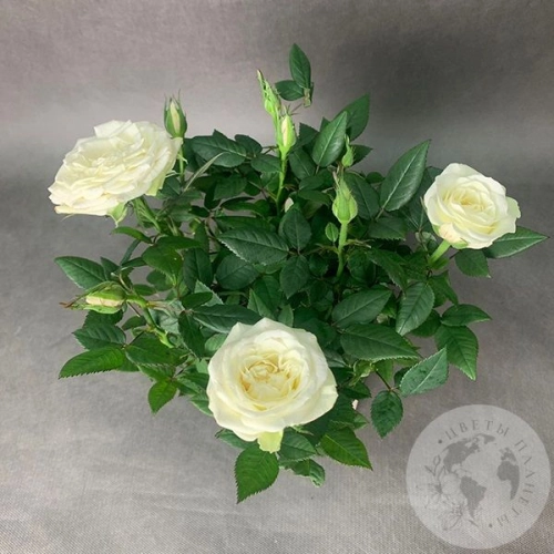 Роза комнатная белая