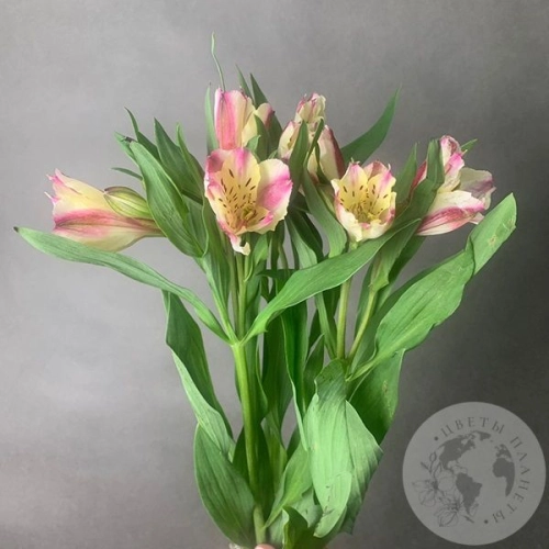 3 Альстромерии желто-розовых