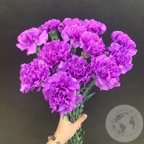 Лунная гвоздика 13 шт. в магазине Цветы Планеты