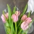 7 розовых пионовидных тюльпанов в магазине Цветы Планеты 7 розовых пионовидных тюльпанов в магазине Цветы Планеты