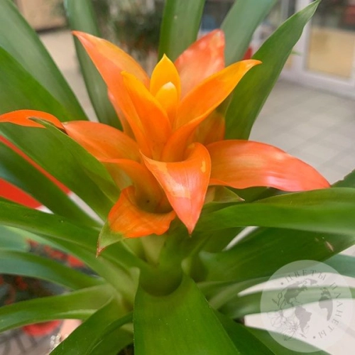 Гузмания домашняя в магазине Цветы Планеты