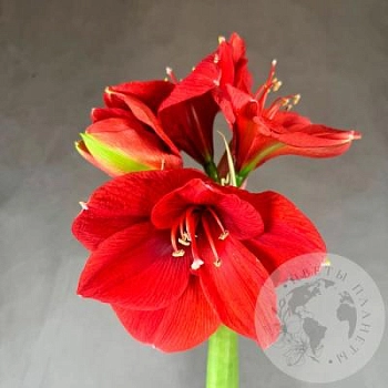 Амариллис красный